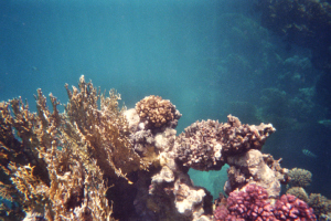 Recif coralien en Egypte