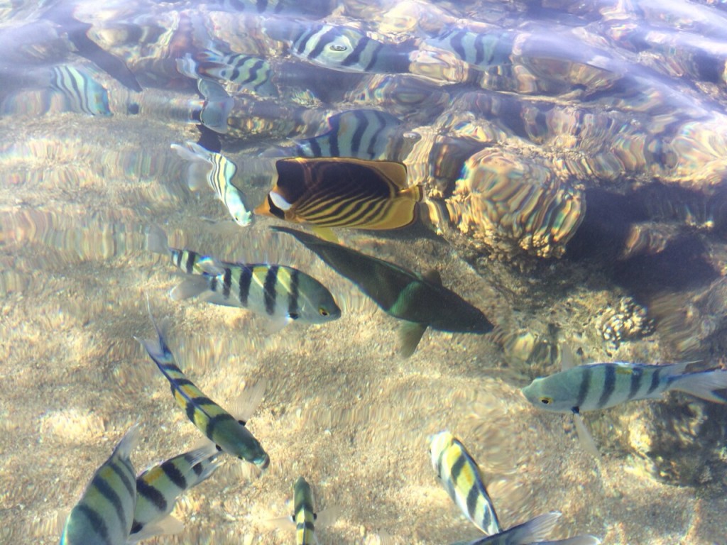 Une myriade de poissons