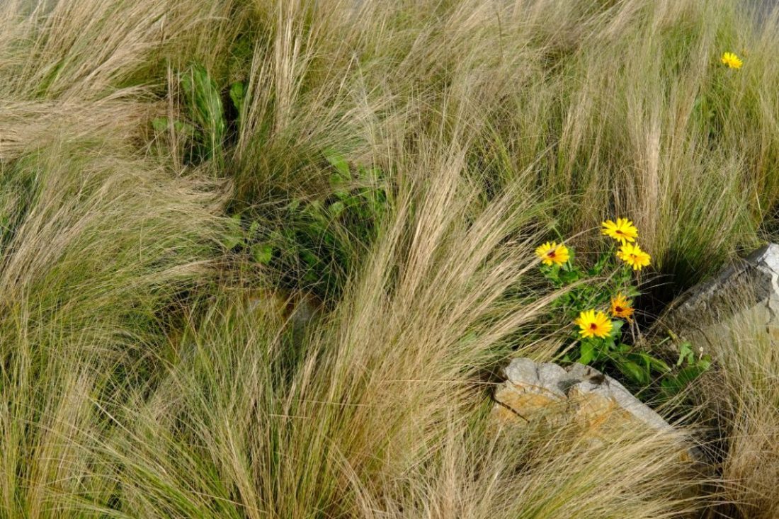 Les herbes folles au bord de la côte bretonne