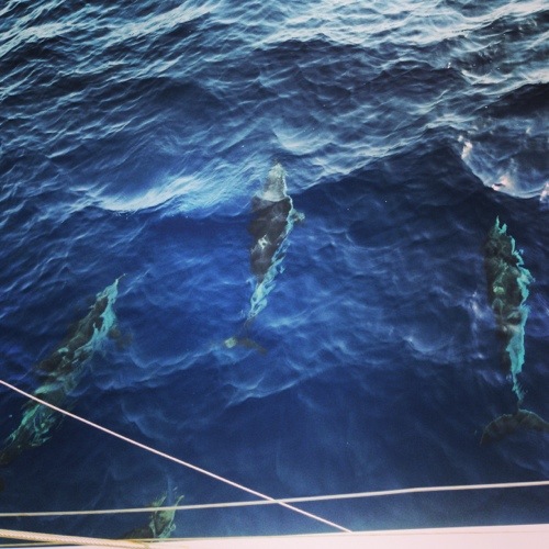 rencontre avec les dauphins au Nord de la Sicile