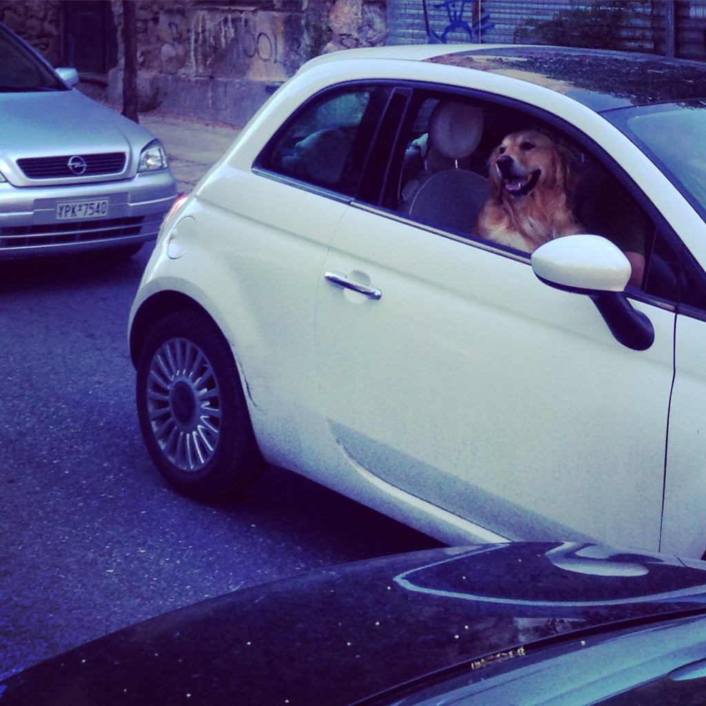 Un chien heureux malgré les embouteillages grecs