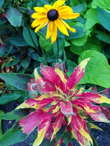 Un assemblage de couleur au Parc Floral de Vincennes