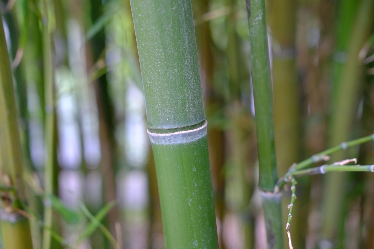 Une incursion dans la bambouseraie