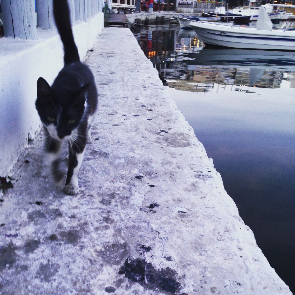 Un chat déambule sur un petit port du Pirée