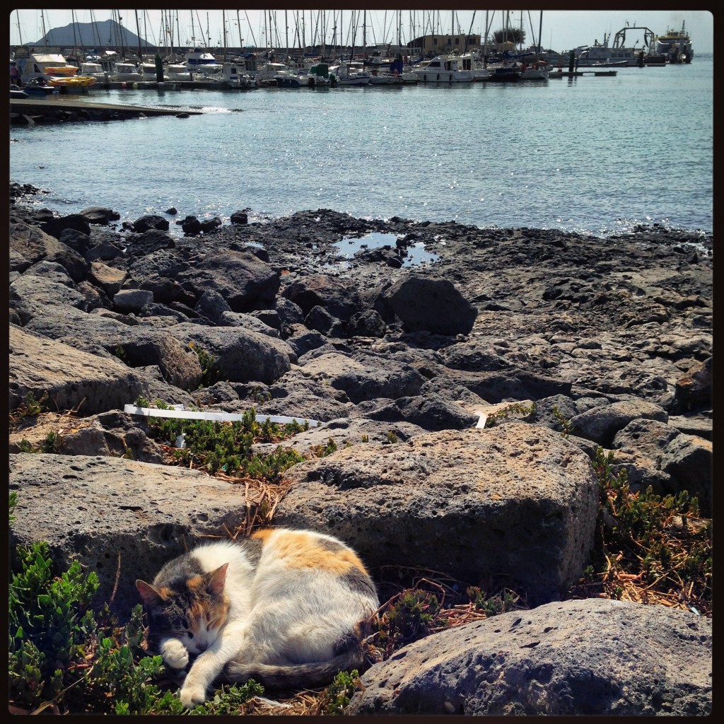 Un chat se repose en bord de mer à Corralejo, Archipel des Canaries