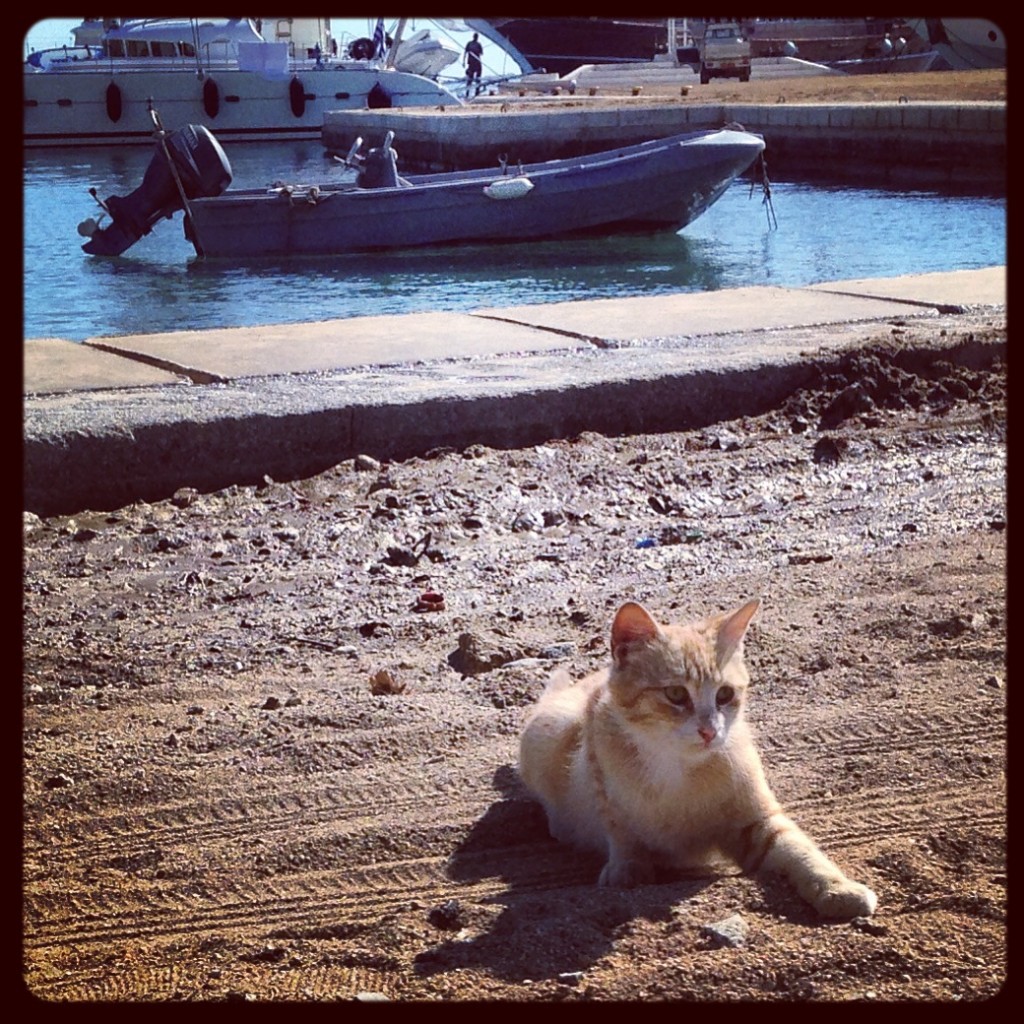 Un chaton sur le port de Mykonos