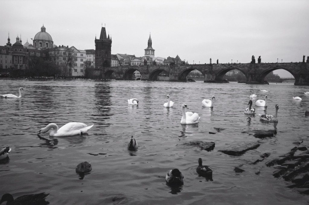La Vltava, les canards et les cygnes à Prague