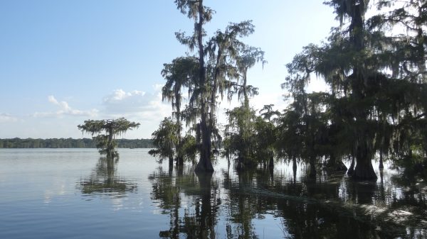 Le Mississipi, l'un des plus grands fleuves du monde et ses méandres en Louisiane
