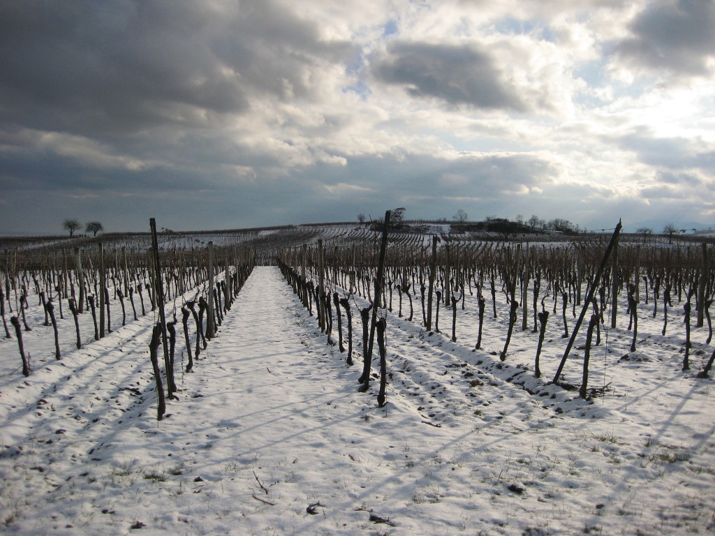 Les vignes du vignoble alsacien sont sous la neige