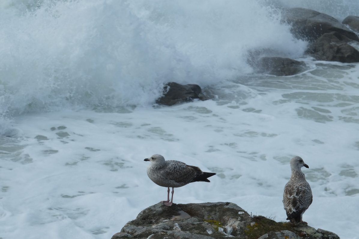 Deux jeunes goélands sur un rocher de la côte sauvage