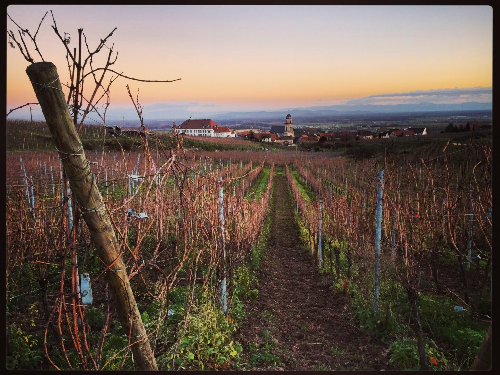 La route des vins en Alsace