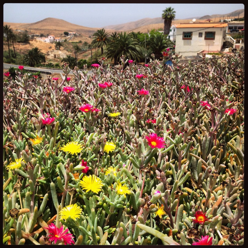 Le printemps à Bétancouria sur l'île de Fuerteventura