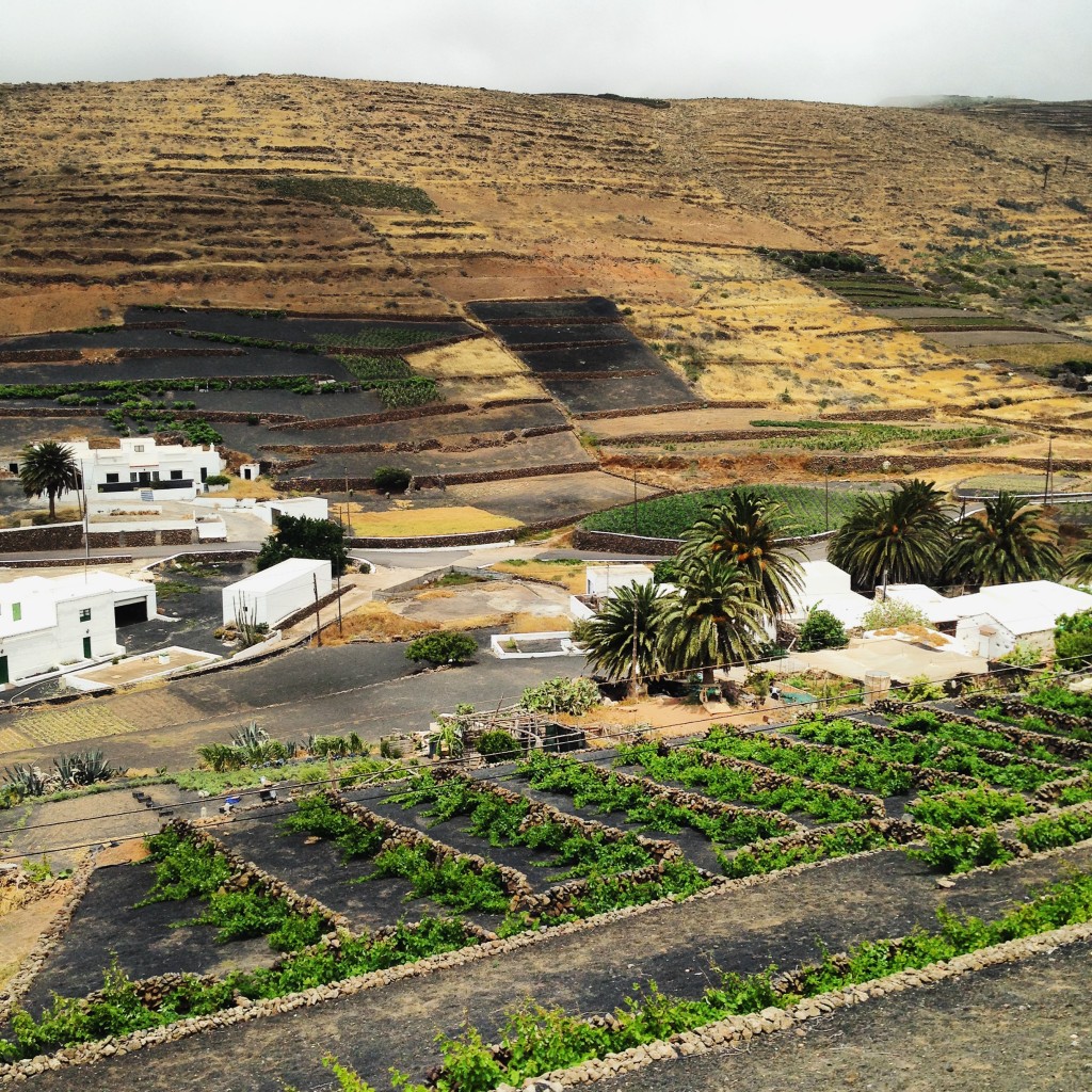 Agriculture à Lanzarote