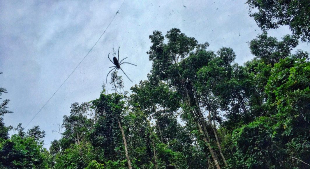 Une araignée dans la jungle dans le nord de la Thaïlande