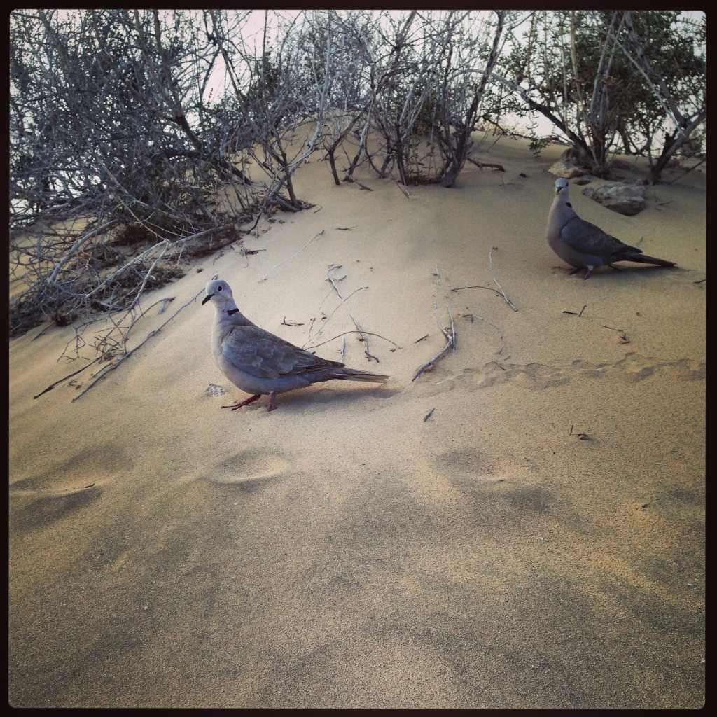 Deux pigeons se baladent dans les dunes de la plage la Barça 