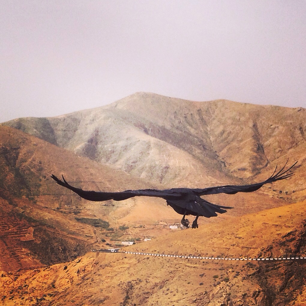 Un grand corbeau des Canaries survole un paysage désertique 