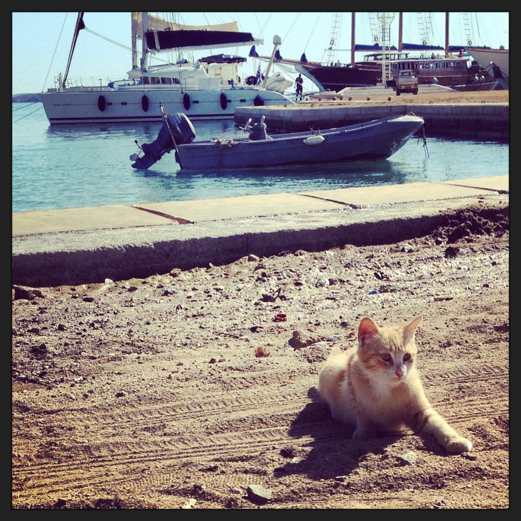 Un petit chat sous le soleil de Mykonos