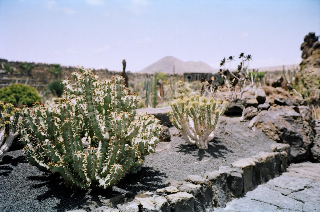 Cactus à Lanzarote