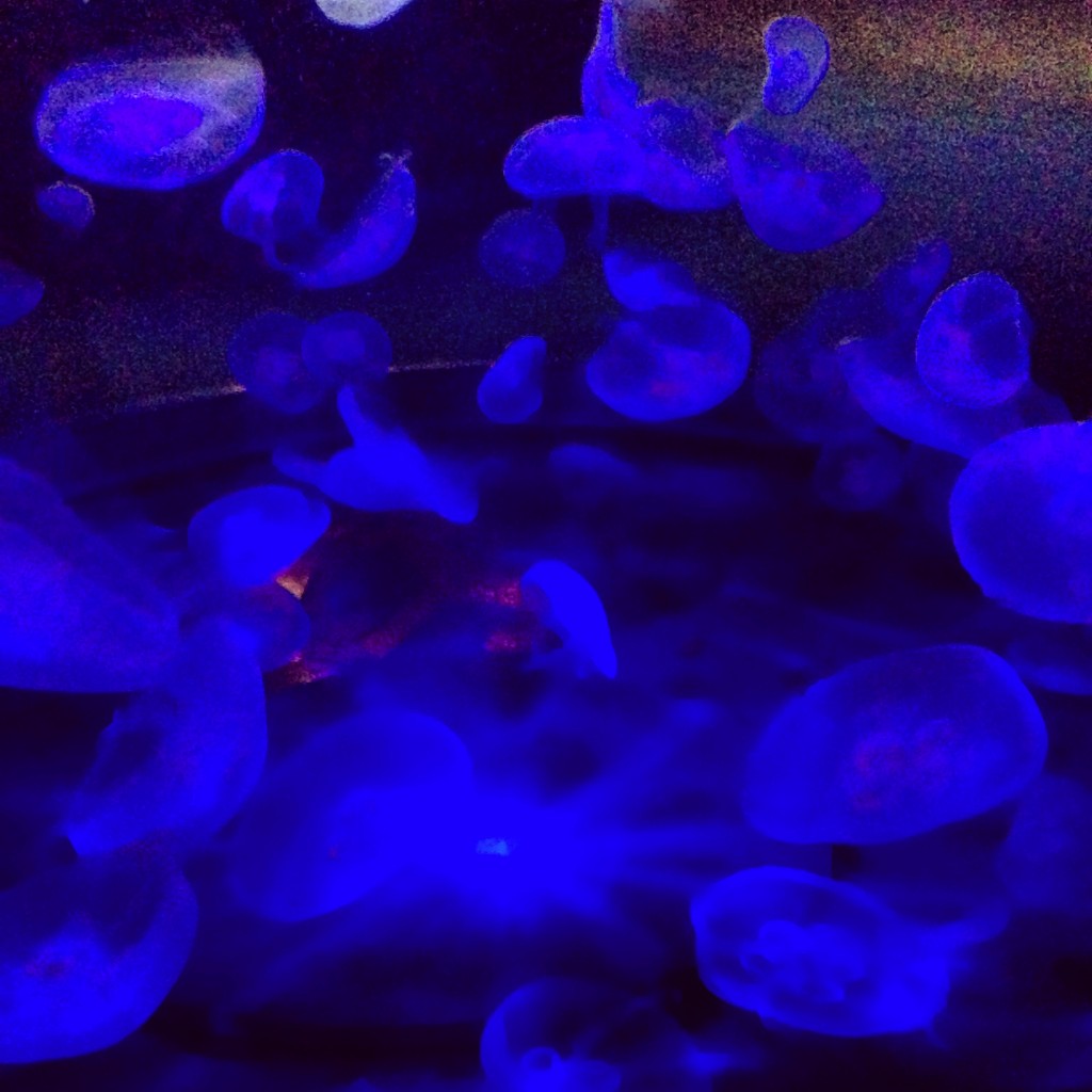 Les méduses des aquariums de la cité de la mer à Cherbourg
