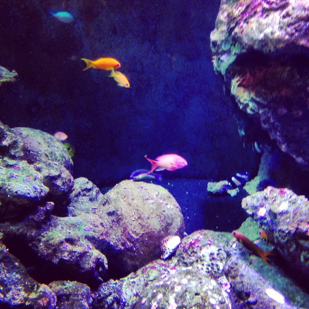 Trois petits poissons aux couleurs vives