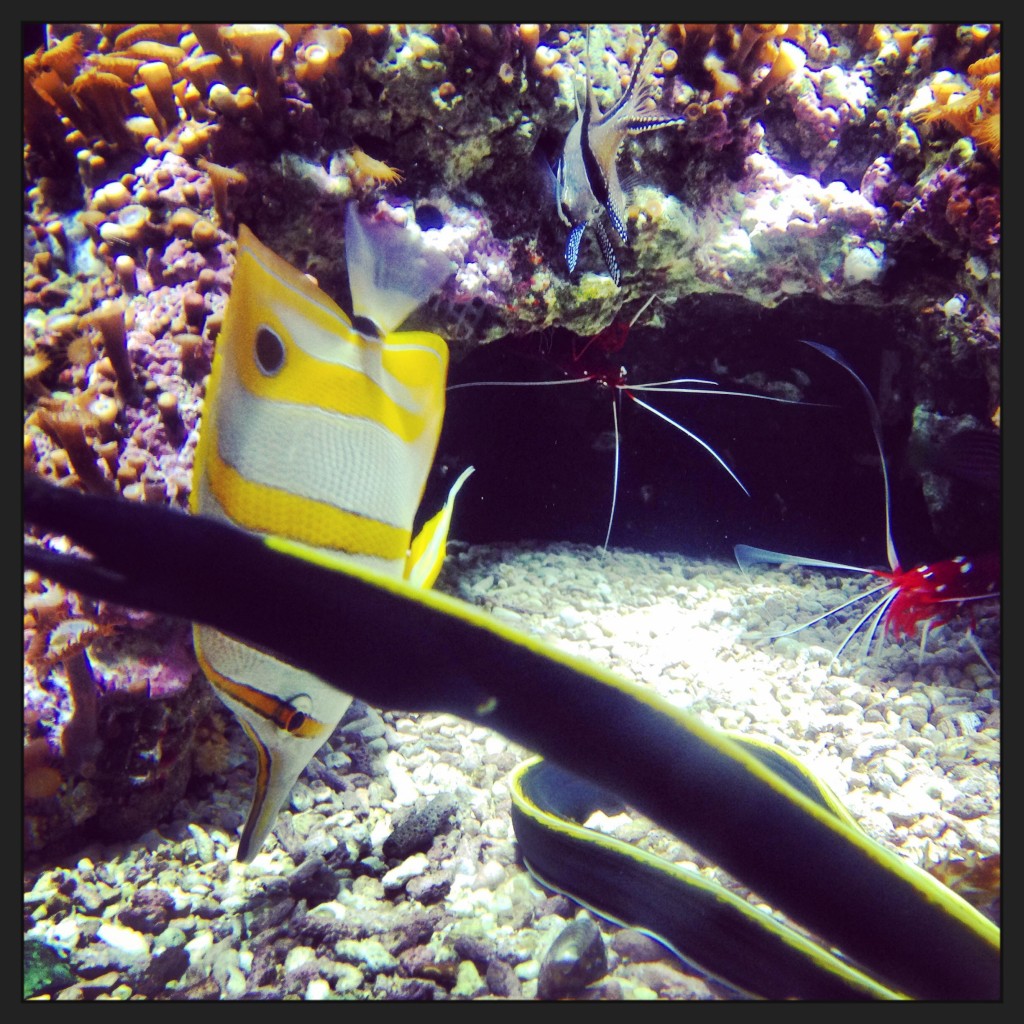 Une murène se prélasse au fond d'un aquarium de la Cité de la mer