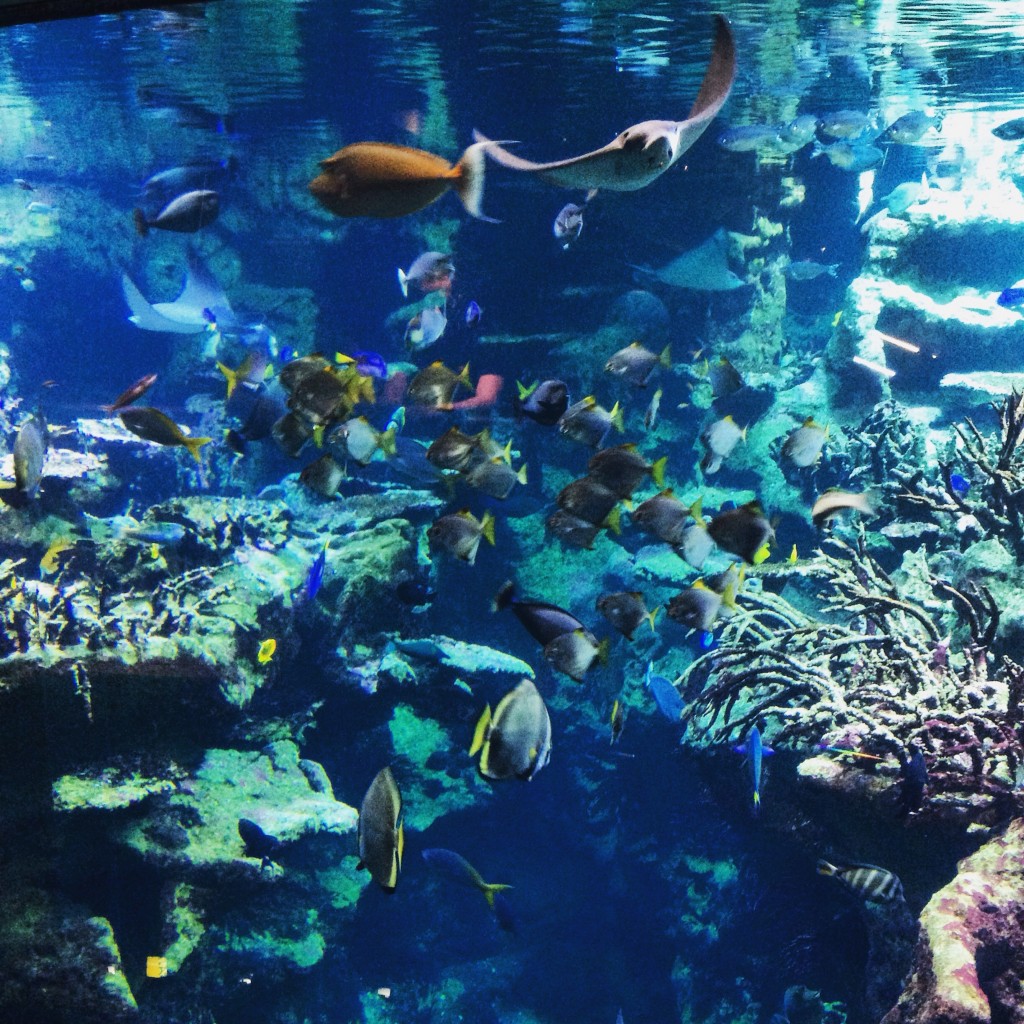 Extra blue, l'aquarium géant de la Cité de la mer