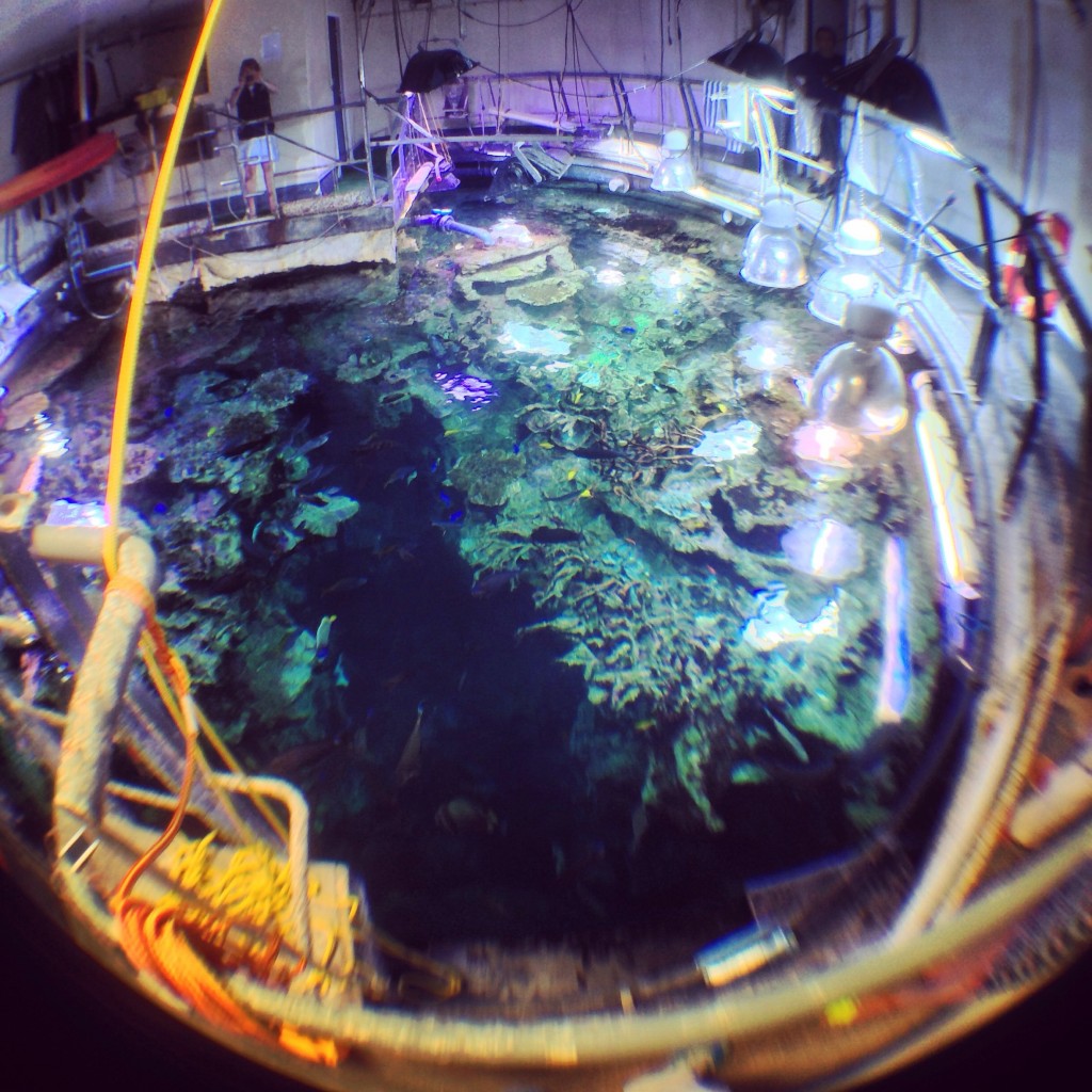 Le grand aquarium de la Cité de la mer vu du dessus