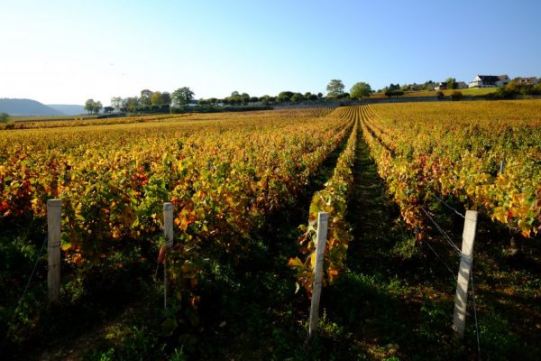 Meursault et les vignes en automne