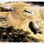 Des cochons ibériques prennent un bain de boue pour ne pas prendre un coup de chaud