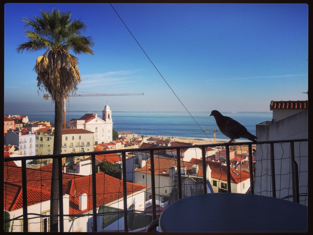 Un pigeon qui admire le panorama depuis le mirador de Santa Luzia