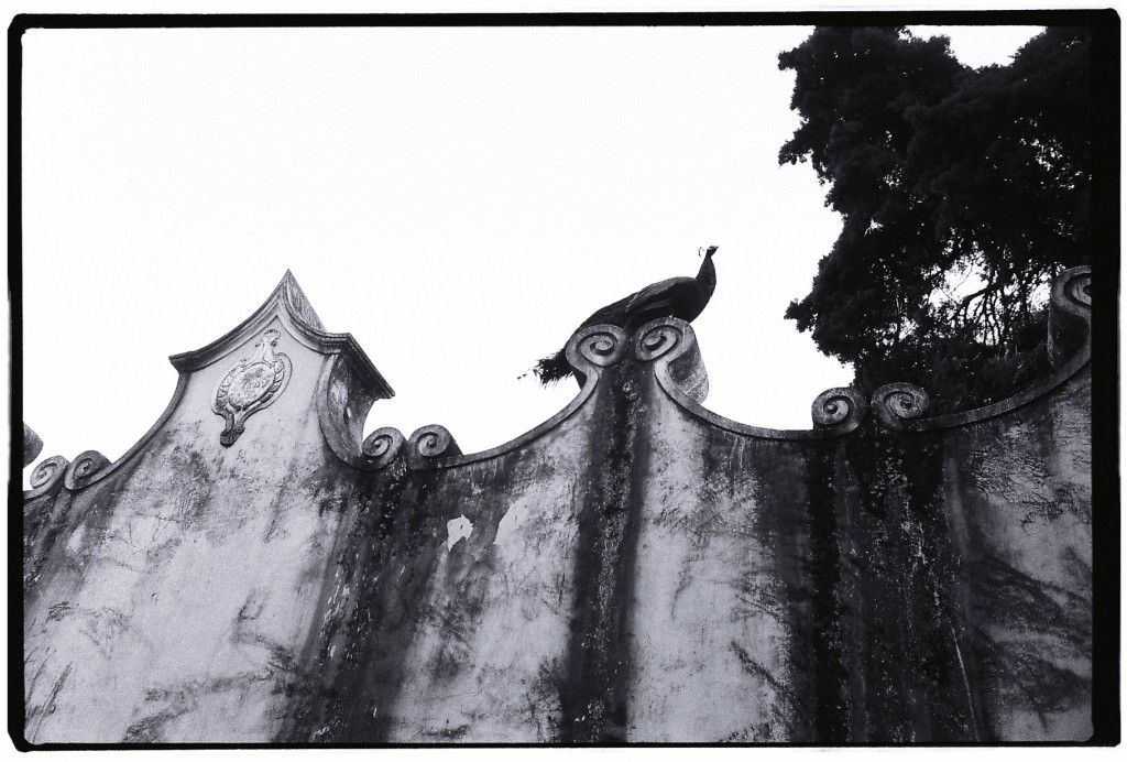 Des paons en liberté, se pavanent sur les murailles du château, Lisbonne