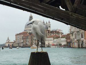 Venise une ville vraiment insolite