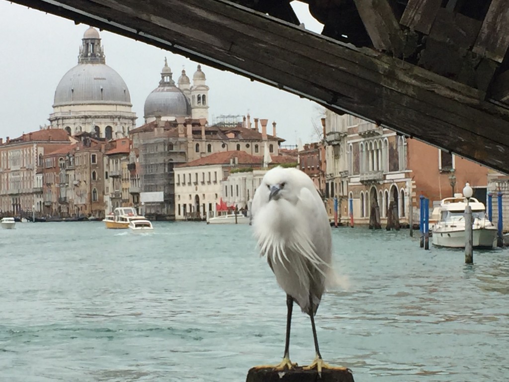 Un oiseau qui semble désorienté à Venise...