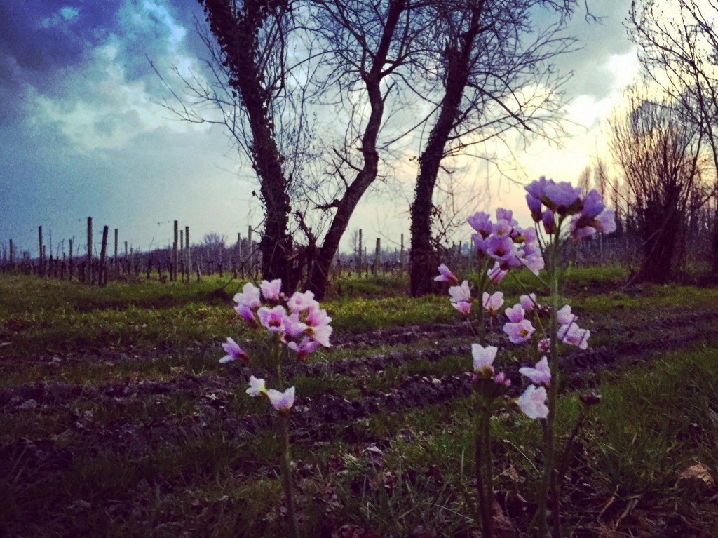 Il ne suffit pas de quelques fleurs pour faire le printemps mais il suffit de beaucoup de générosité pour faire du bon vin