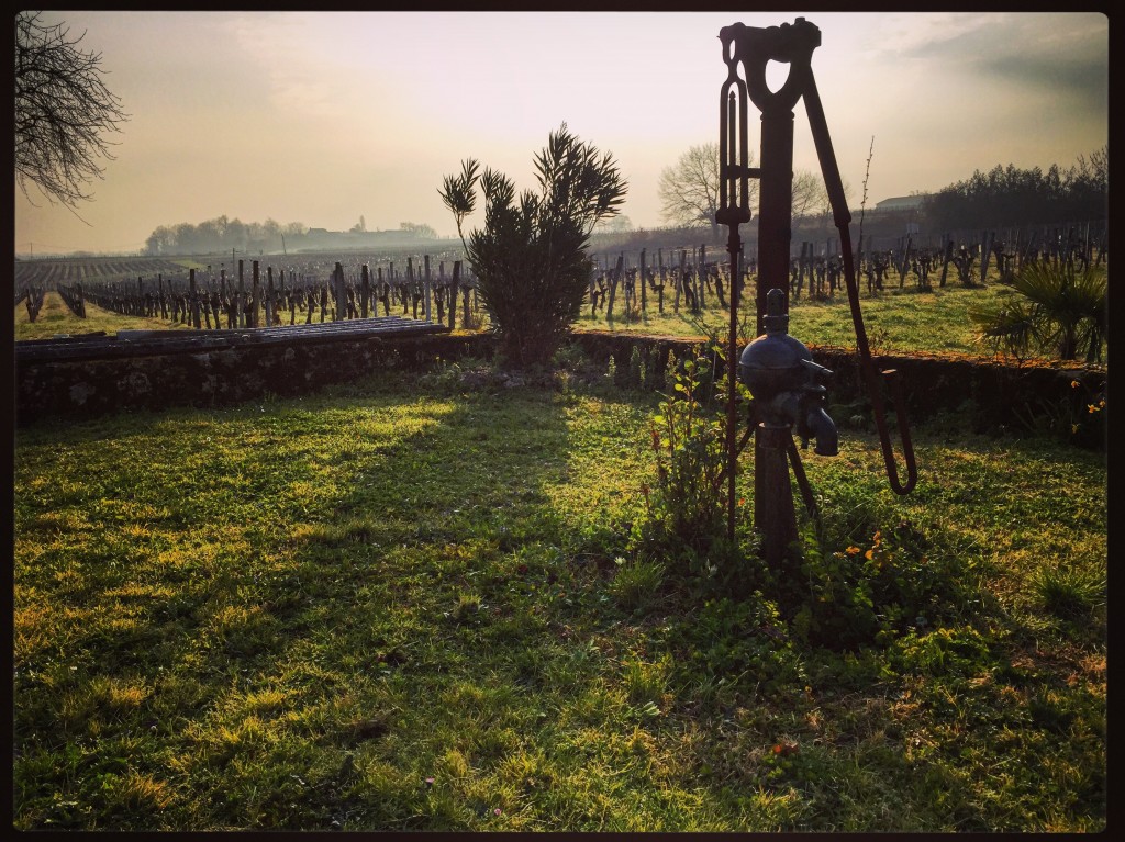 Les vignes dans la brume au petit matin 