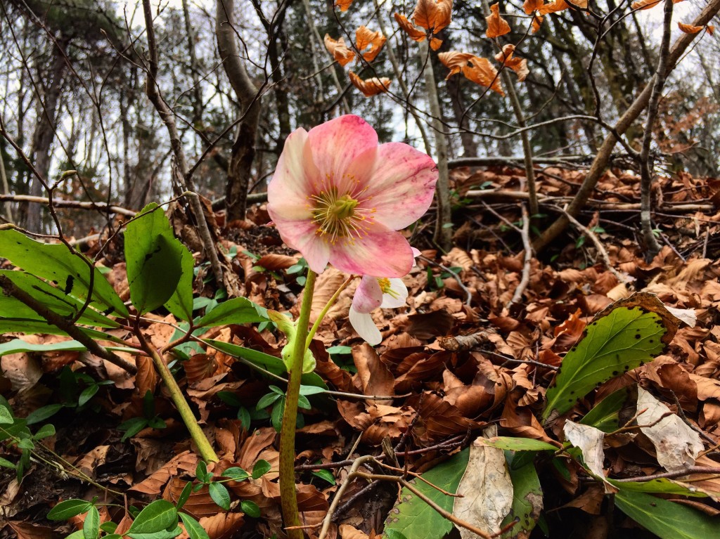 Une fleur dans les sous bois ...