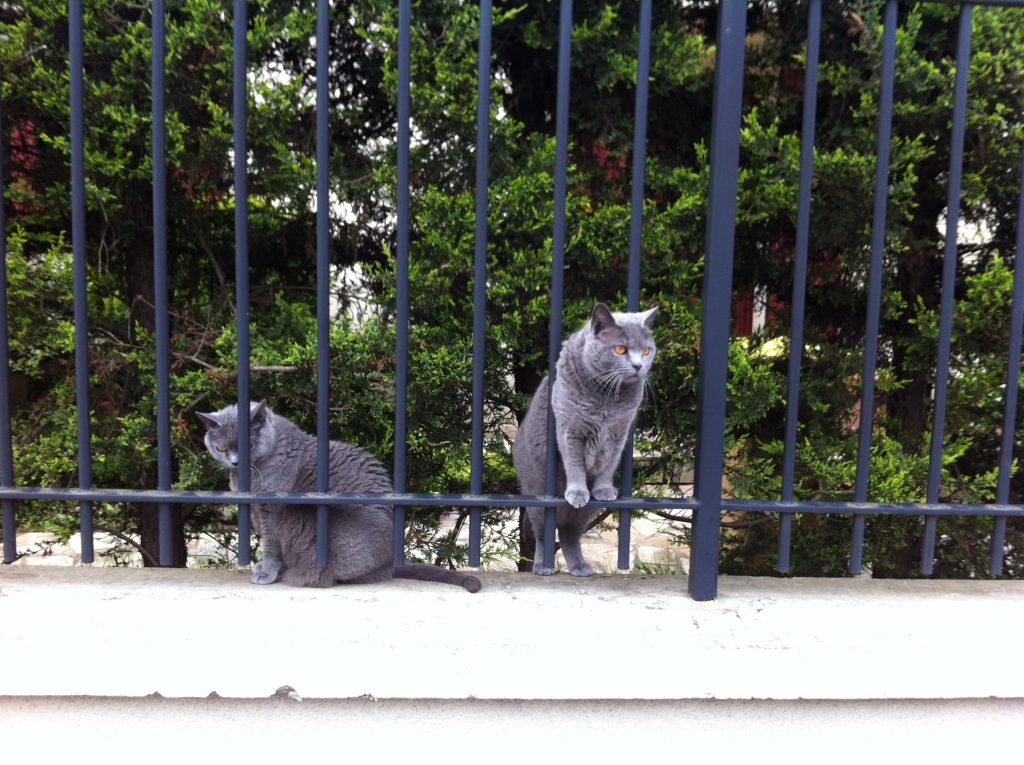 Des chats nonchalants à Rome