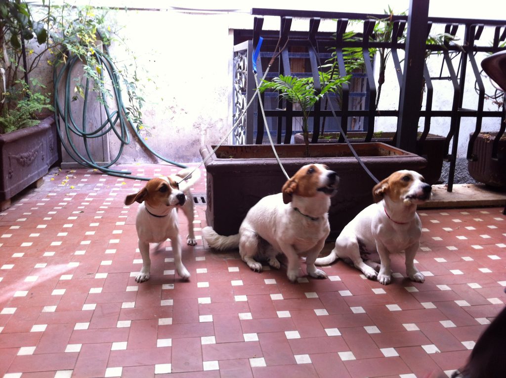27. Trois petits chiens au petit dejeuner de l'hôtel à Rome
