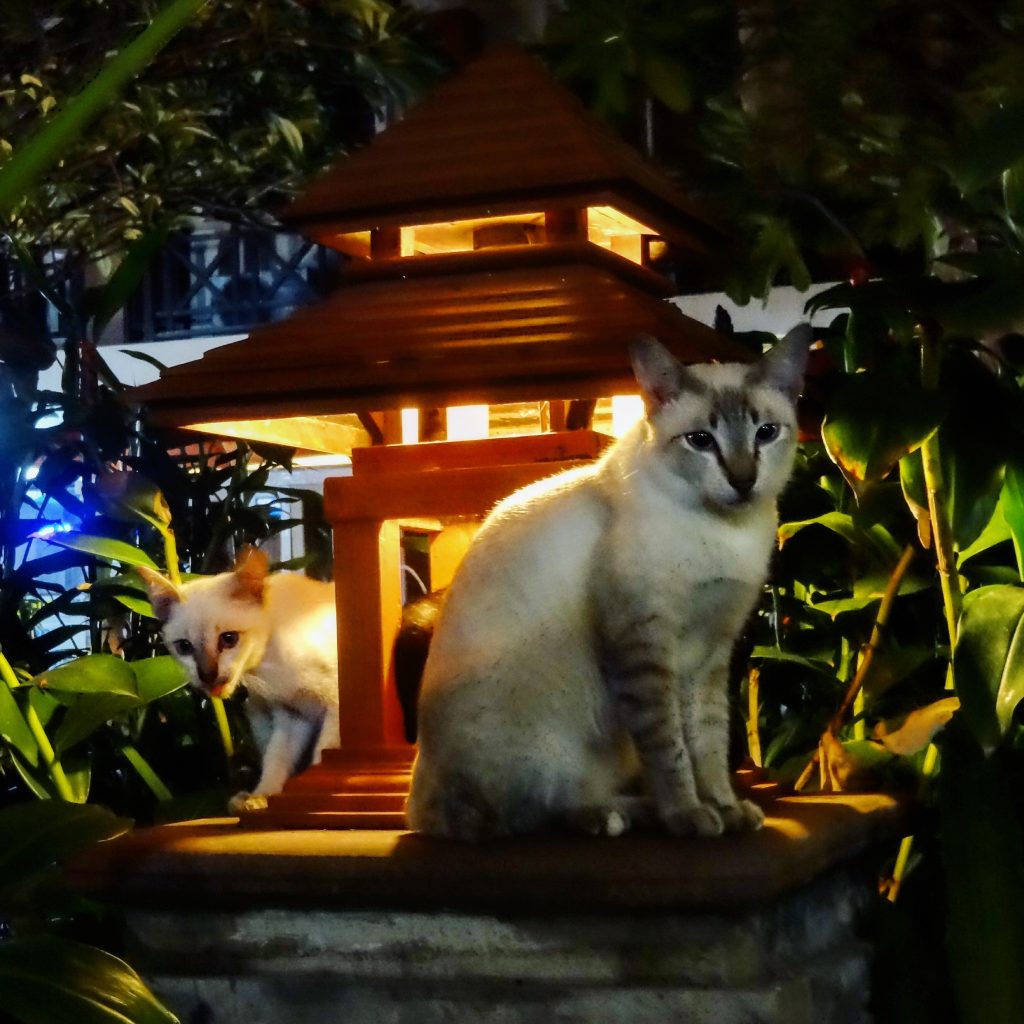 Les chats de Bangkok à la tombée de la nuit