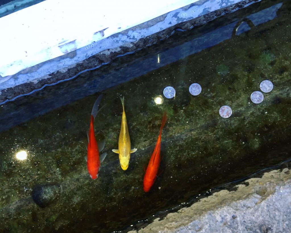 Trois petits poissons dans un aquarium improvisé à Pékin