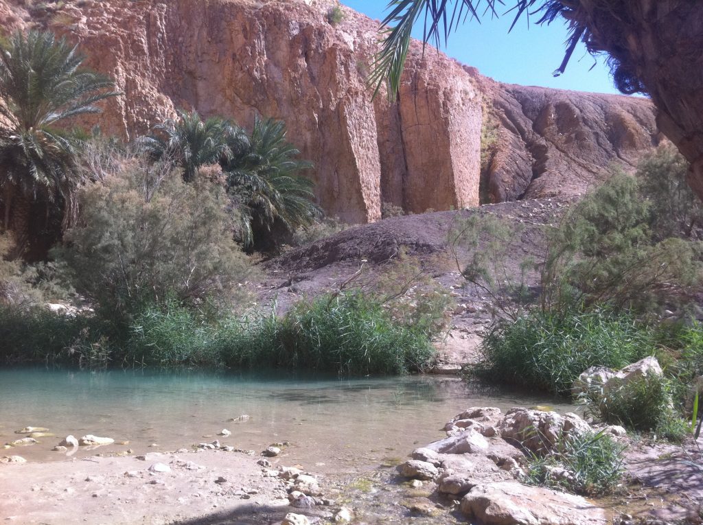Un Oasis dans le désert tunisien
