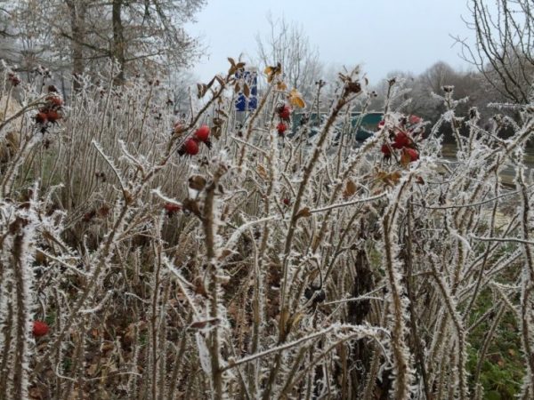 Le givre s'empare de la végétation lors d'un épisode de froid en France