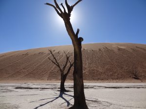 La photo des arbres morts, Dead Vlei, Désert du Namib