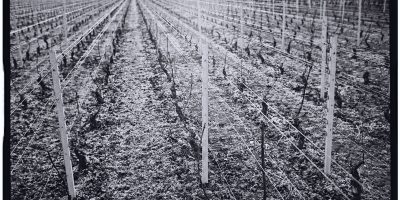 Les vignes de Bourgogne, un panorama et un parcours à travers l'histoire