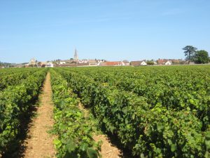 Les vignes de la Côte de Beaune sous le soleil, route des grands crus
