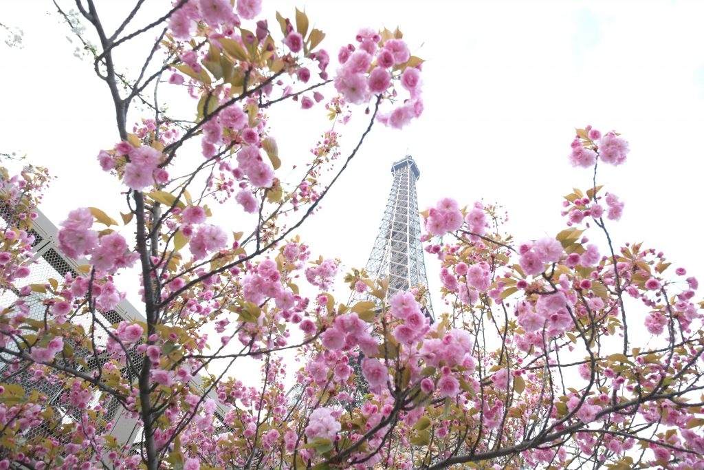 La tour Eiffel, le printemps adoucit les moeurs