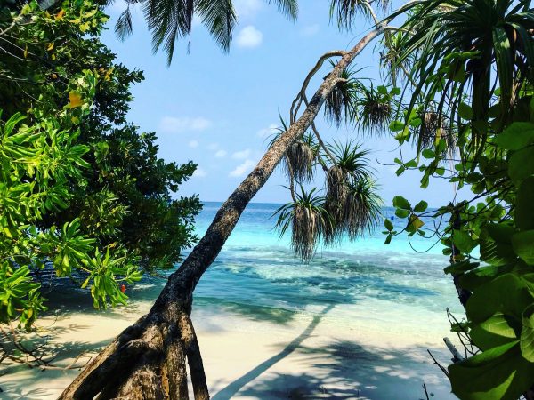 Entre la plage, l'océan et la végétation tropicale sur l'archipel des Maldives