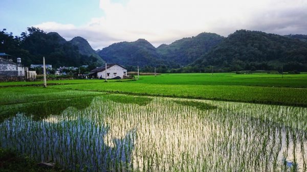 Les rizières du Nord du Vietnam