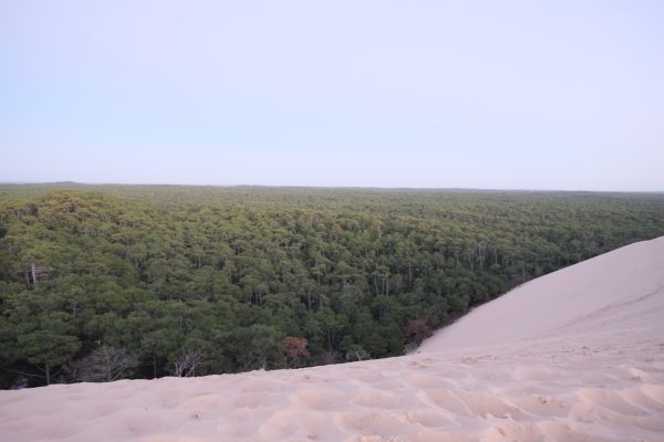 La dune et la forêt un décors assez surréaliste