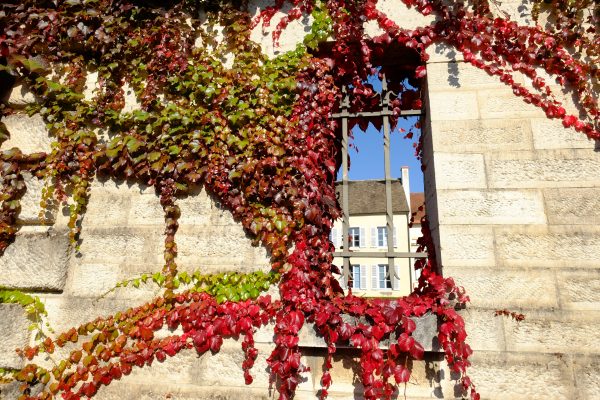 De la vigne vierge sur les murs de la ville de Beaune